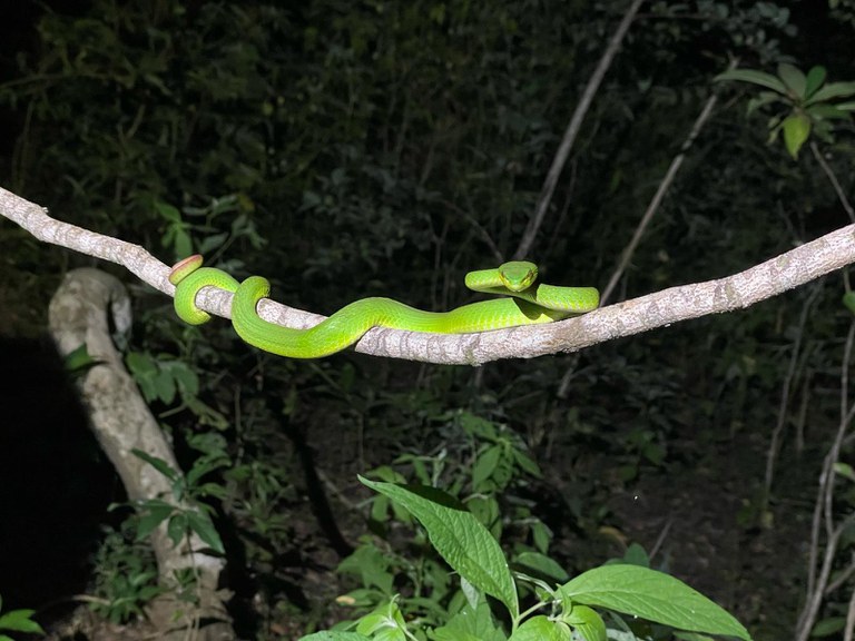 A green snake, known as a white-lipped viper, is pictured curled up on a tree at night.
