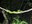 White-lipped viper