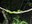White-lipped viper