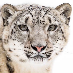 Snow Leopard Headshot