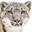 Snow Leopard Headshot Animal Yearbook