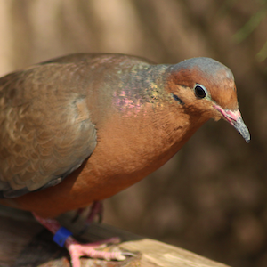 Socorro Dove Headshot