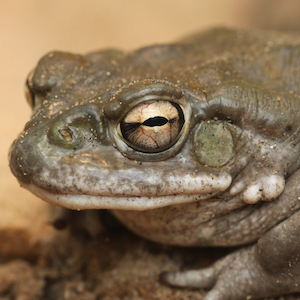 Sonoran Desert Toad Headshot