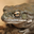 Sonoran Desert Toad Headshot Animal Yearbook
