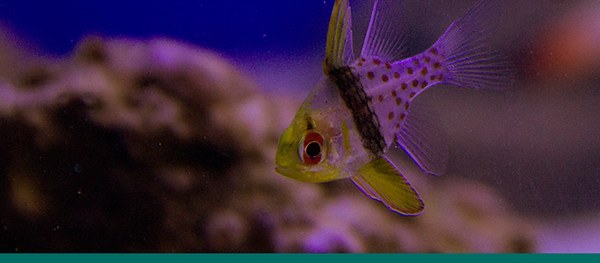 A close up of a small yellow, black, and white fish in the South Pacific Gallery.