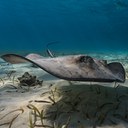 Southern Stingray Headshot Aquarium Yearbook