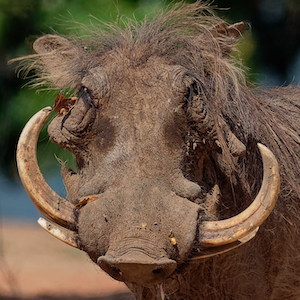 Southern Warthog Headshot 