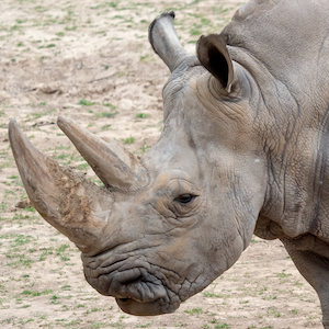 Southern White Rhino Headshot 