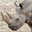 Southern White Rhino Headshot Animal Yearbook