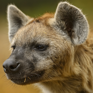 Spotted Hyena Headshot