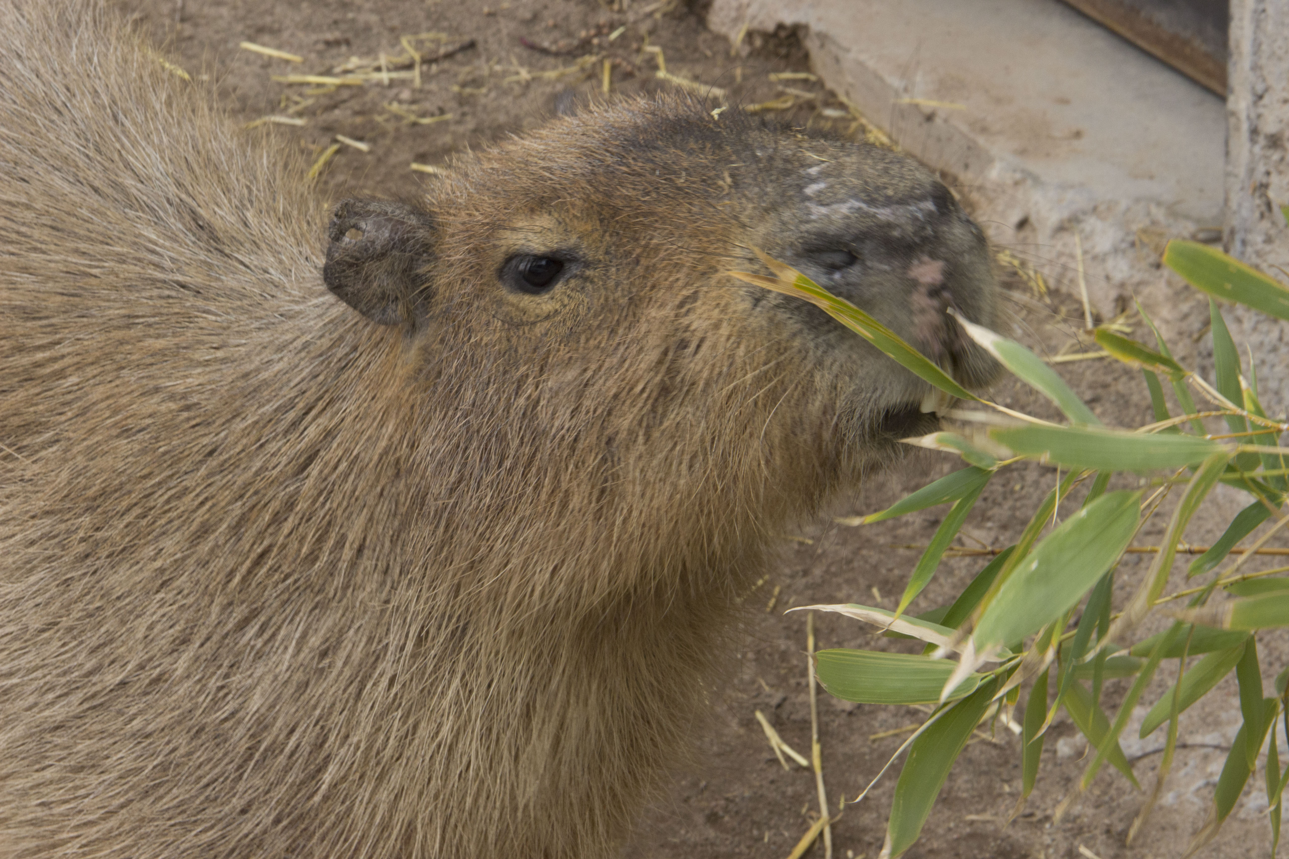 Capybara Spring