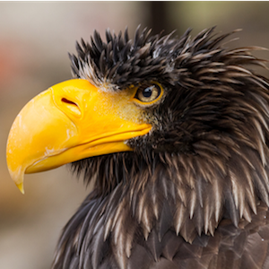 Headshot of Steller's Sea Eagle