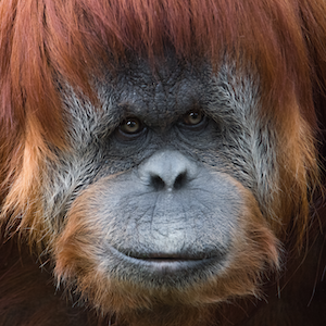 Sumatran Orangutan Headshot 