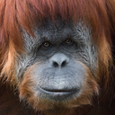 Sumatran Orangutan Animal Yearbook