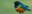 Superb Starling