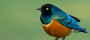 Superb Starling