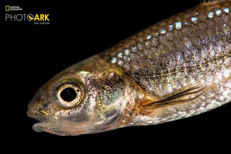 Tamaulipas shiner_Joel Sartore, National Geographic