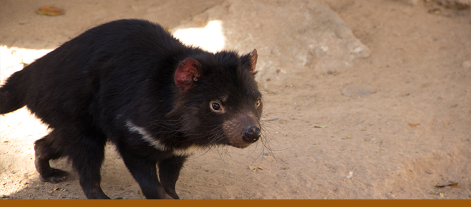 tasmanian devil banner