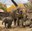 Elephant Herd BioPark Connect