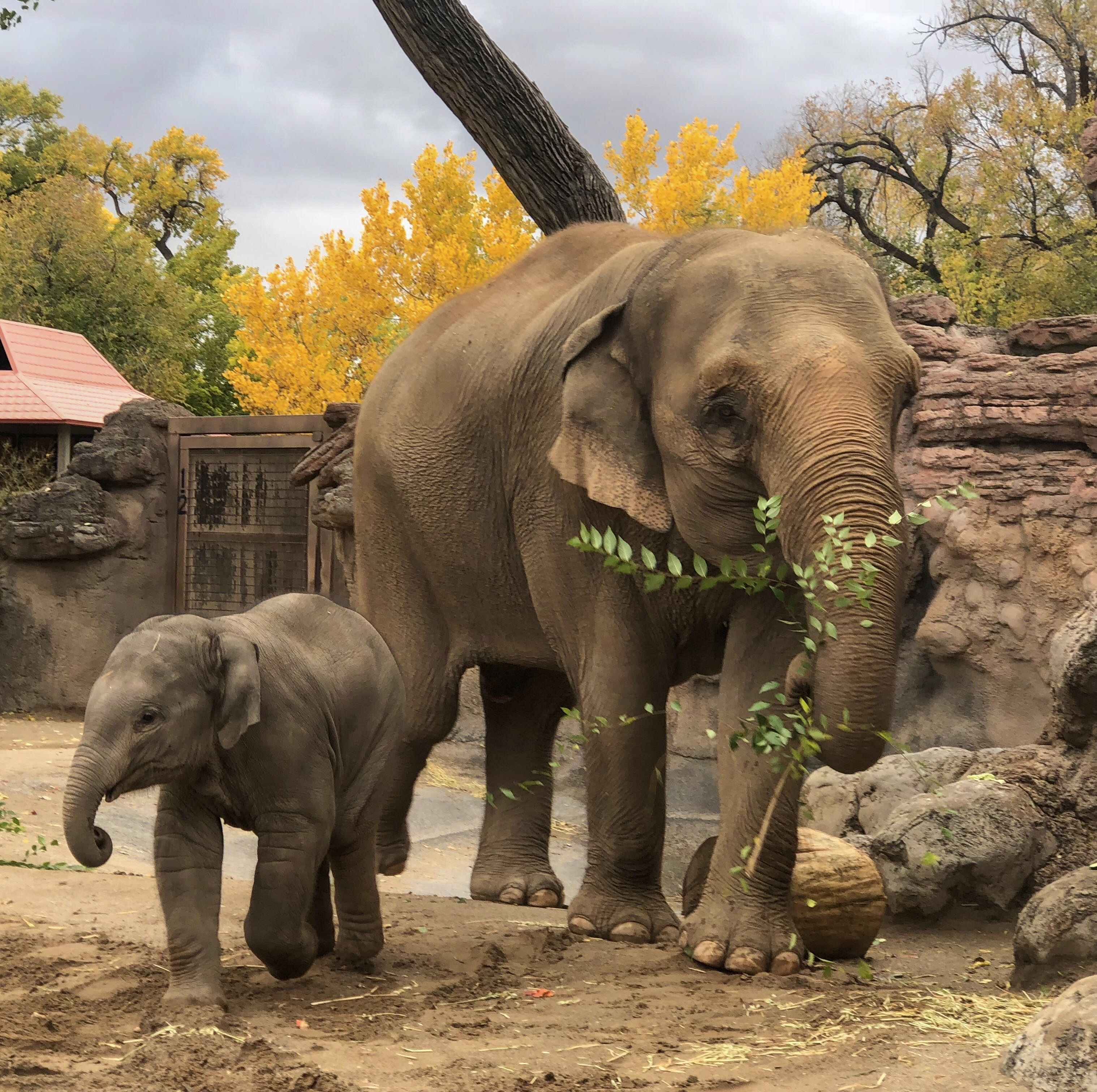 Elephant Herd BioPark Connect