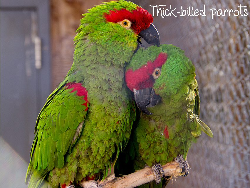 Thick-billed parrots best couple