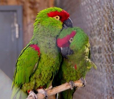 thick-billed-parrot-couple