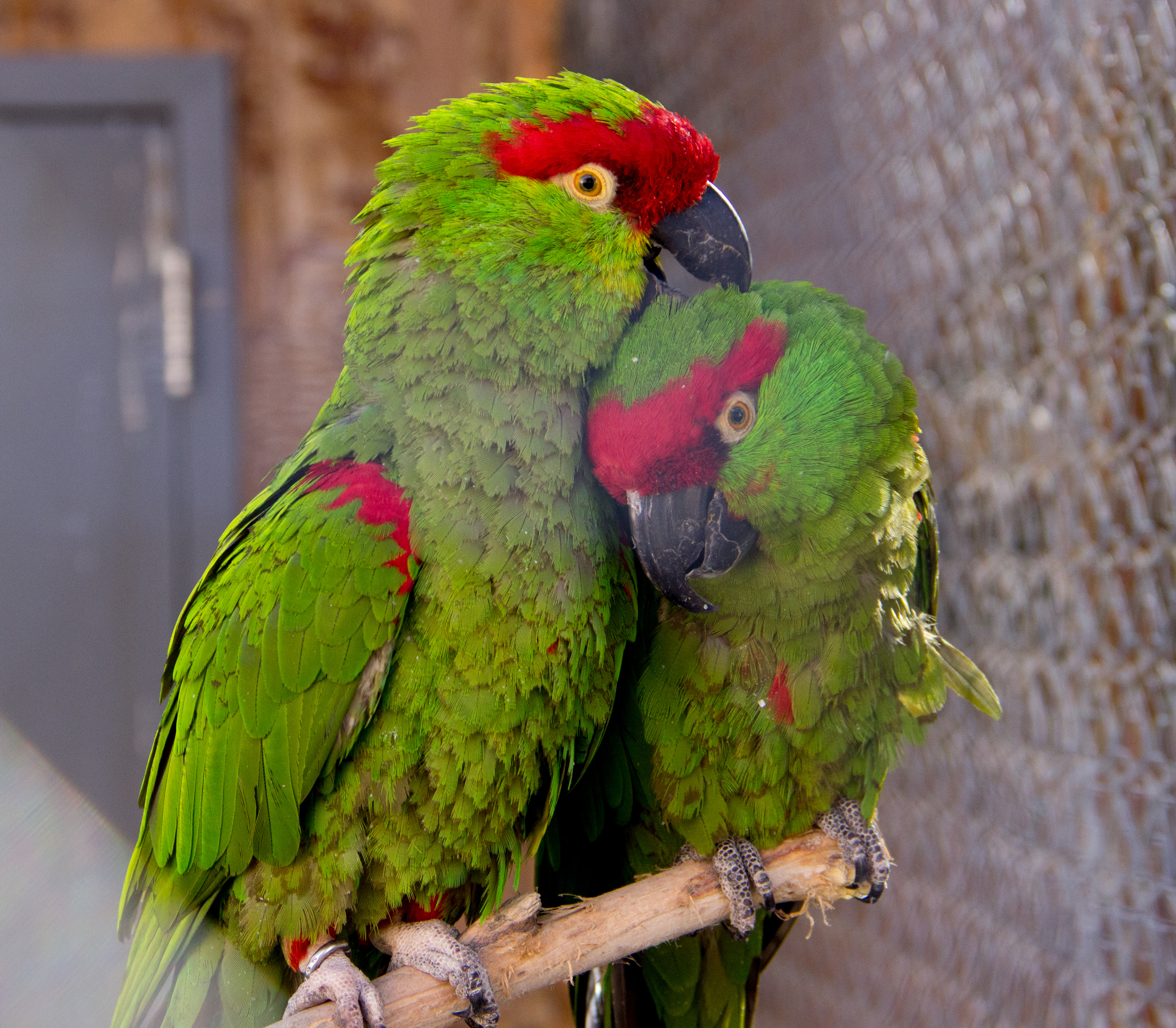 Thick-billed parrot couple