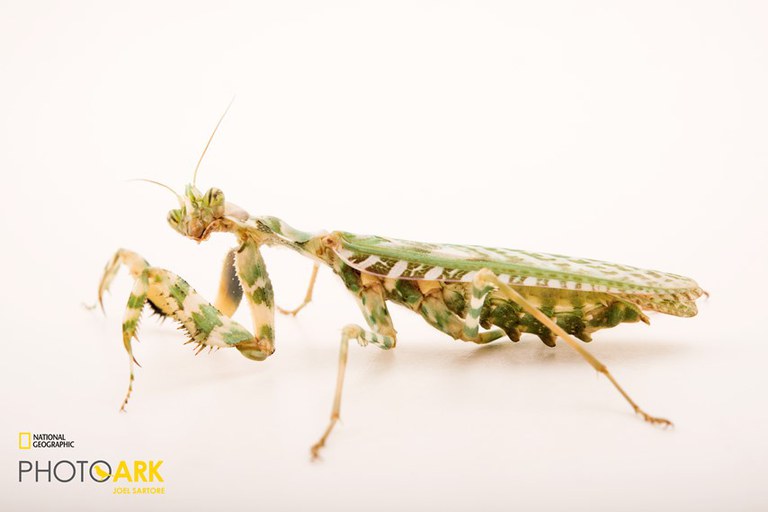 Thistle Mantis_Joel Sartore, National Geographic