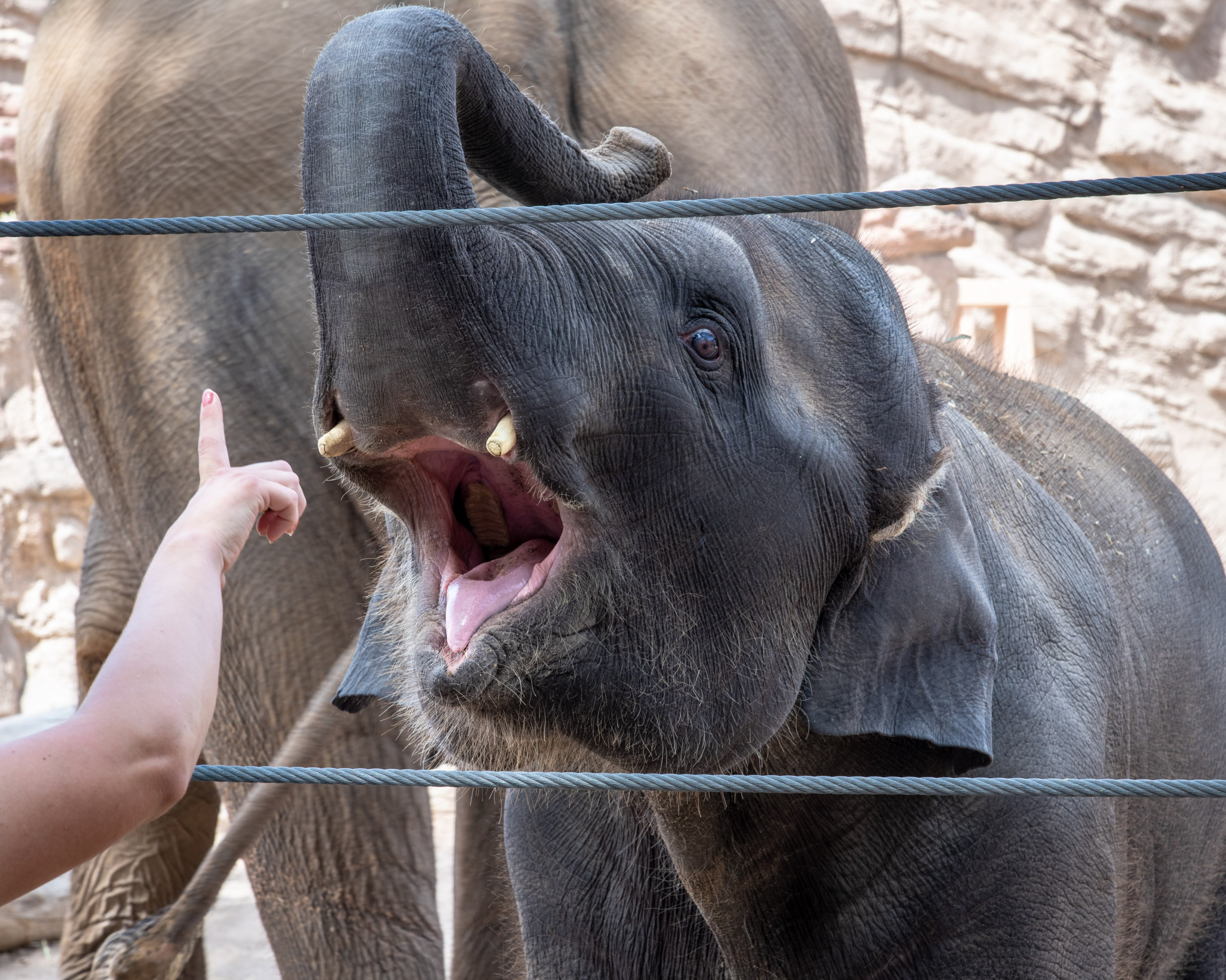 Thorn Elephant BioPark Connect