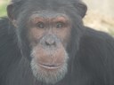 Thunder, male BioPark chimp, 2015