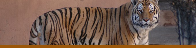 Tiger banner