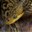Timor Python