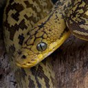 Timor Python