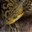 Timor Python