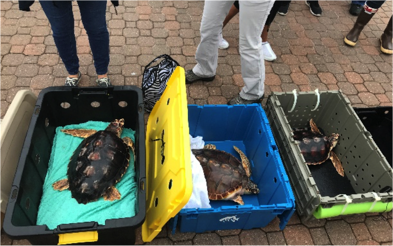 Shelldon Turtle Release