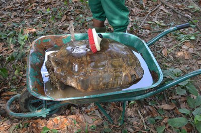 caption:A tortoise treatment in Abidjan.