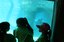Camp BioPark watching Seals