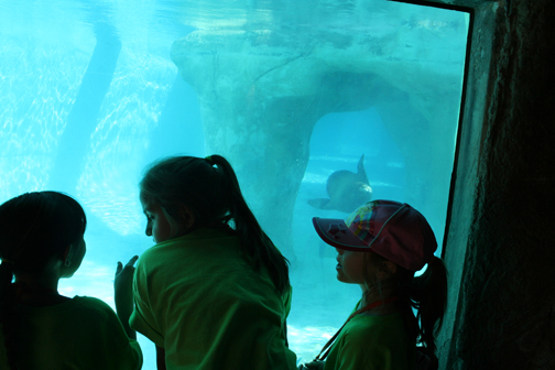 Camp BioPark watching Seals