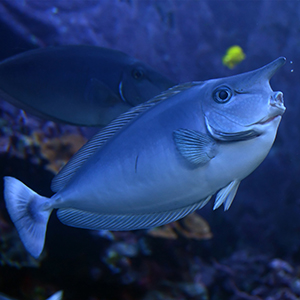 Unicornfish Headshot