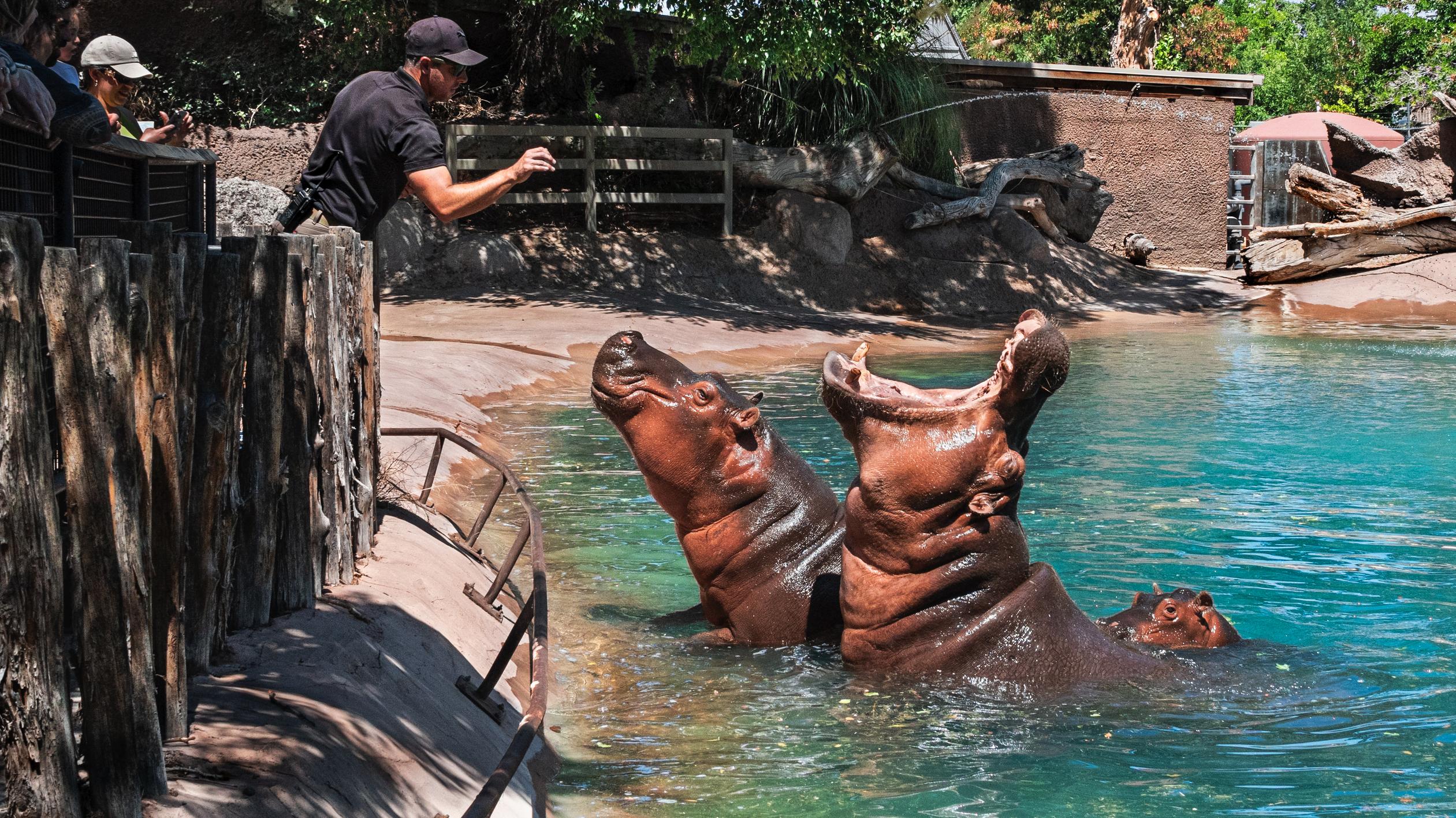 Guests gather behind a zookeeper to watch him feed the hippo family, who are in the sparkling aqua pool in front of him. The one in the middle has her mouth wide open in anticipation of the food, and the other two watch as they wait for their turn