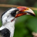 Von der Decken's Hornbill