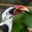 Von der Decken's Hornbill