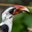 Von der Decken's Hornbill