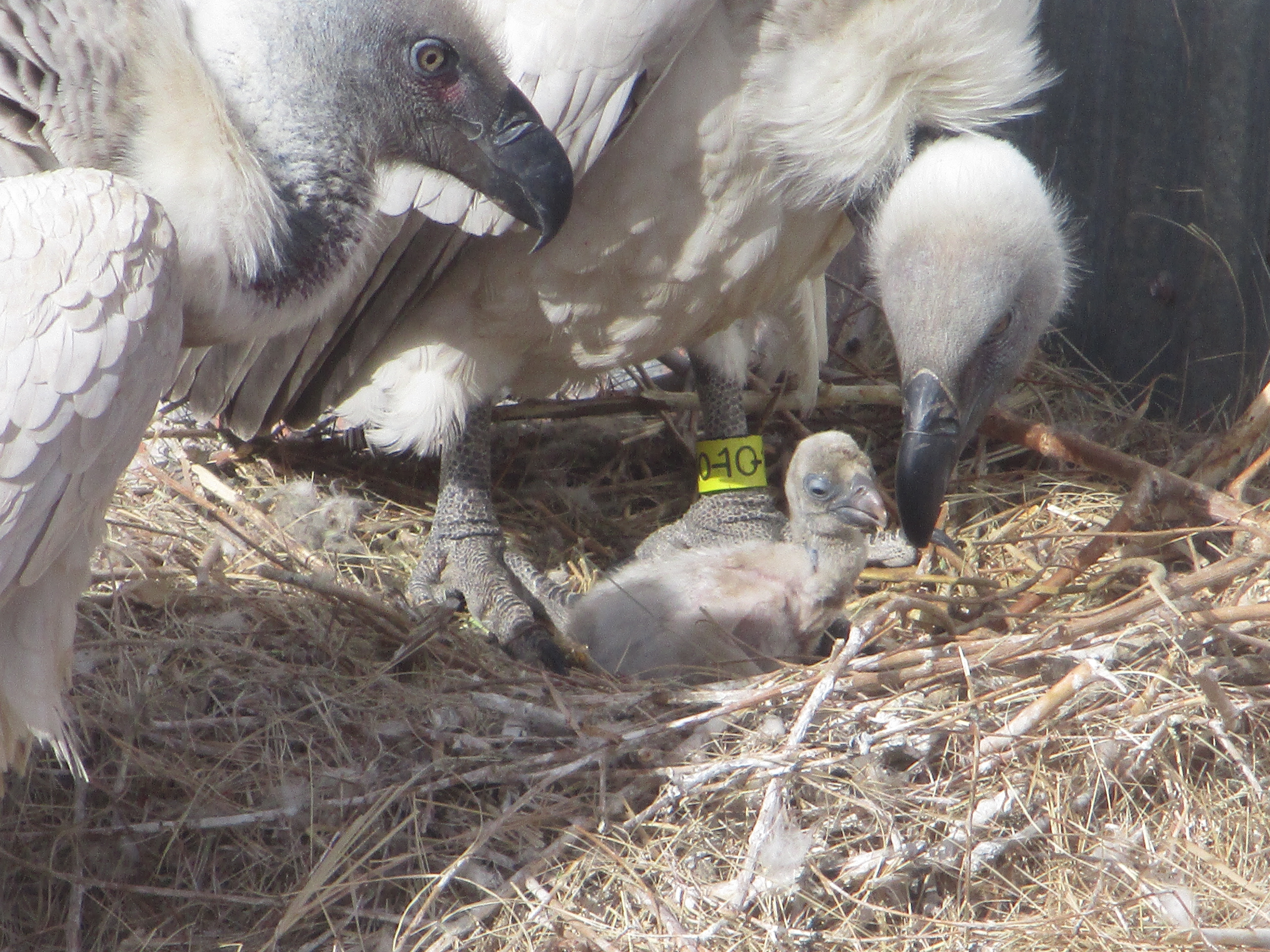 vulture chick 2018 biopark