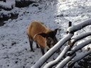 Warthog in Snow