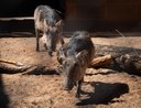 Warthog sisters