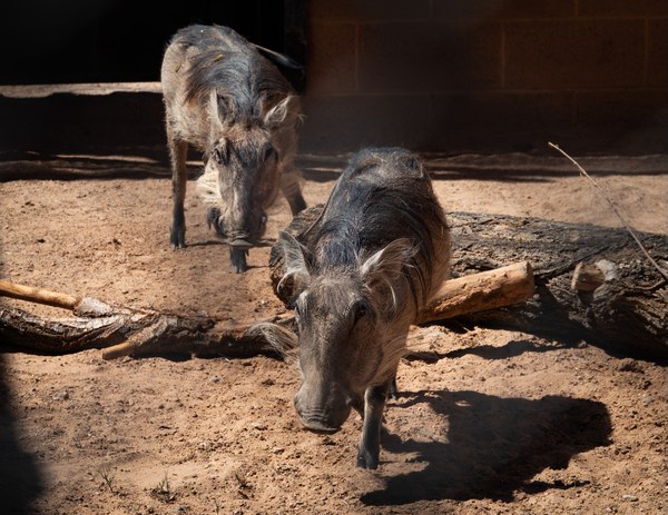 Warthog sisters Common warthog sisters at ABQ BioPark.