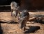 Warthog sisters