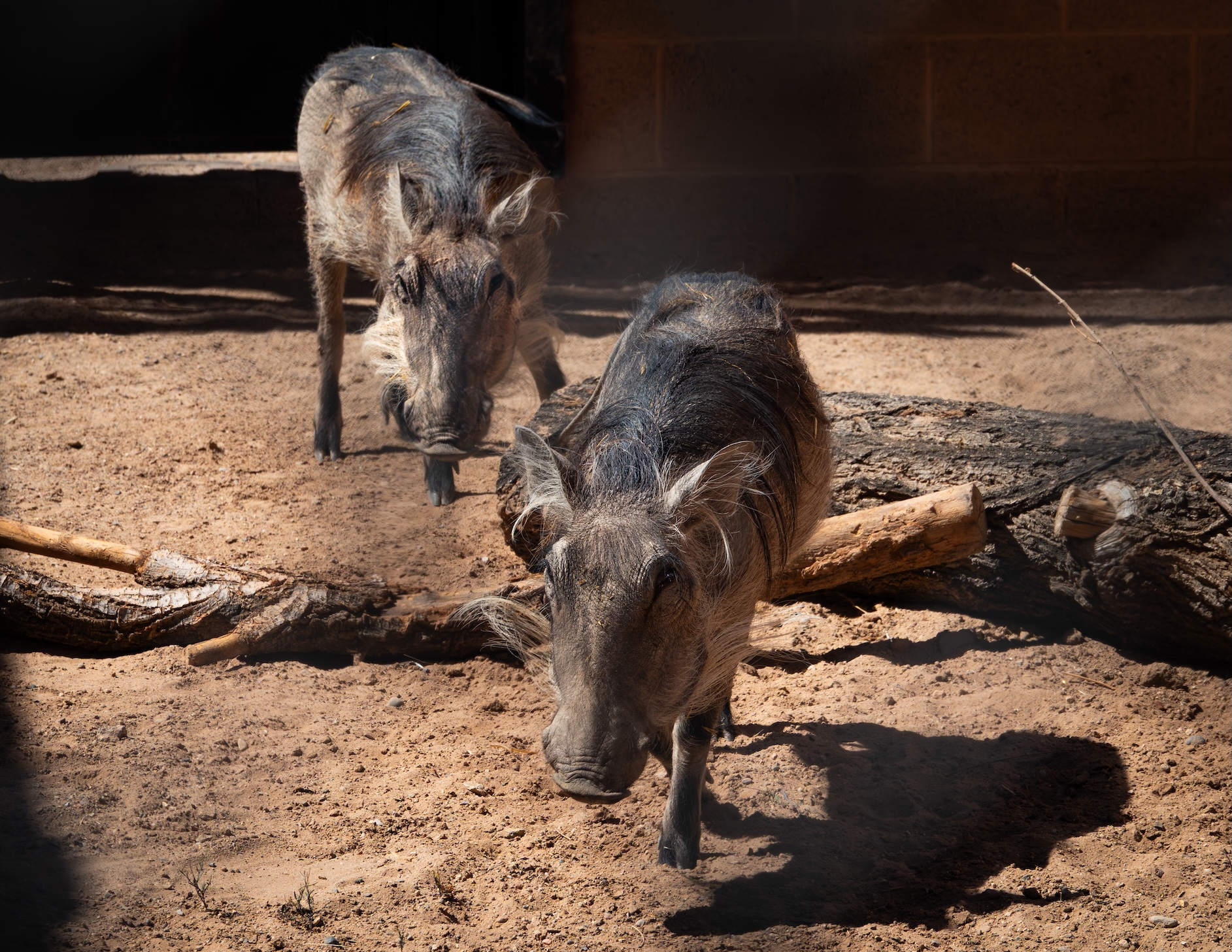 Warthog sisters