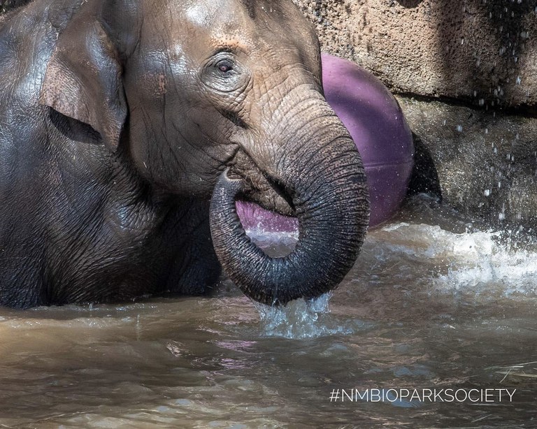Water Enrichment Elephants BioPark Connect